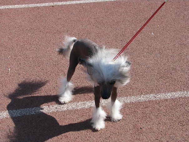 Russkiy Samurai Bronson