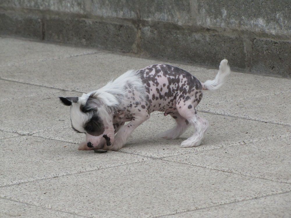 Sundust Dragons Notorious Nero