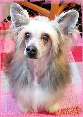 Hagir Safi Milfra-Moravia