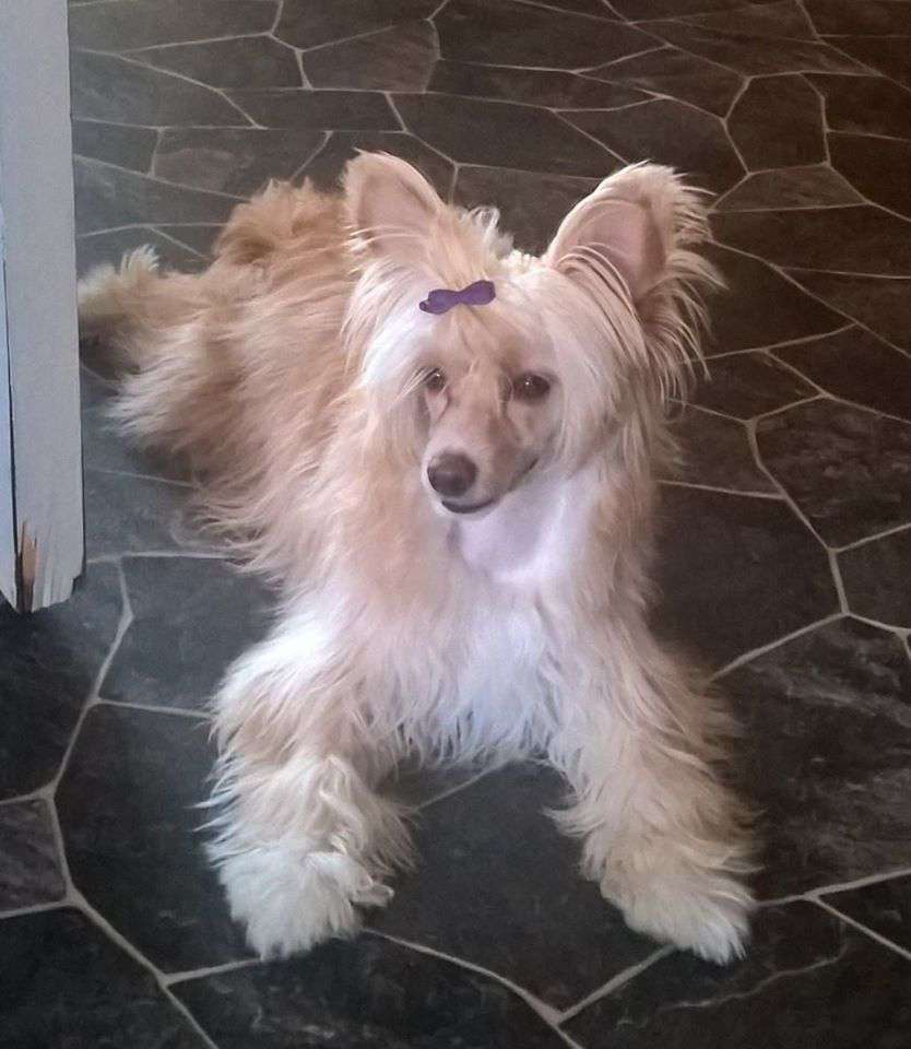 Beachcrest Going Pretty Hunter