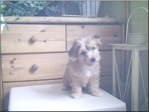 Aziz vom siebten Himmel