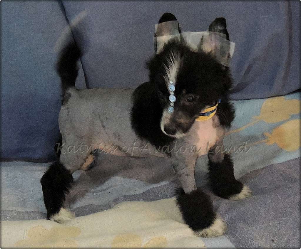 Katniss Hl Of Avalon Land