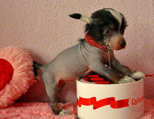 Super Star Olimpiada