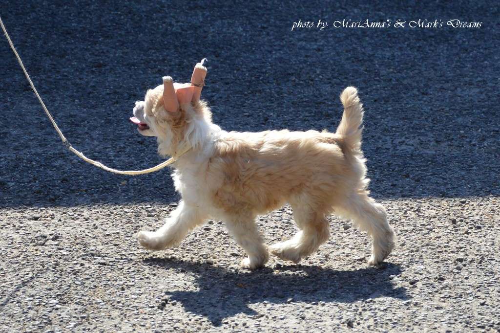 MariAnna & Mark's Dream Angelic Alyssa