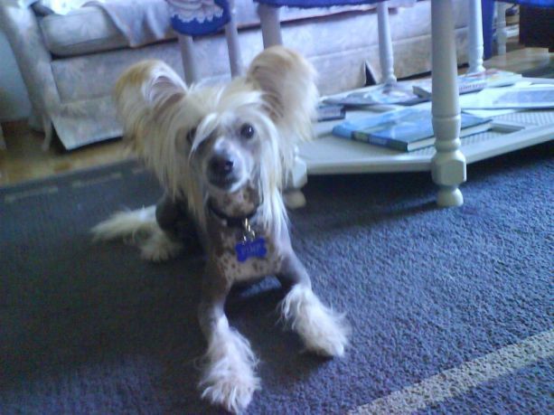 Portinbo's Vito Genovese