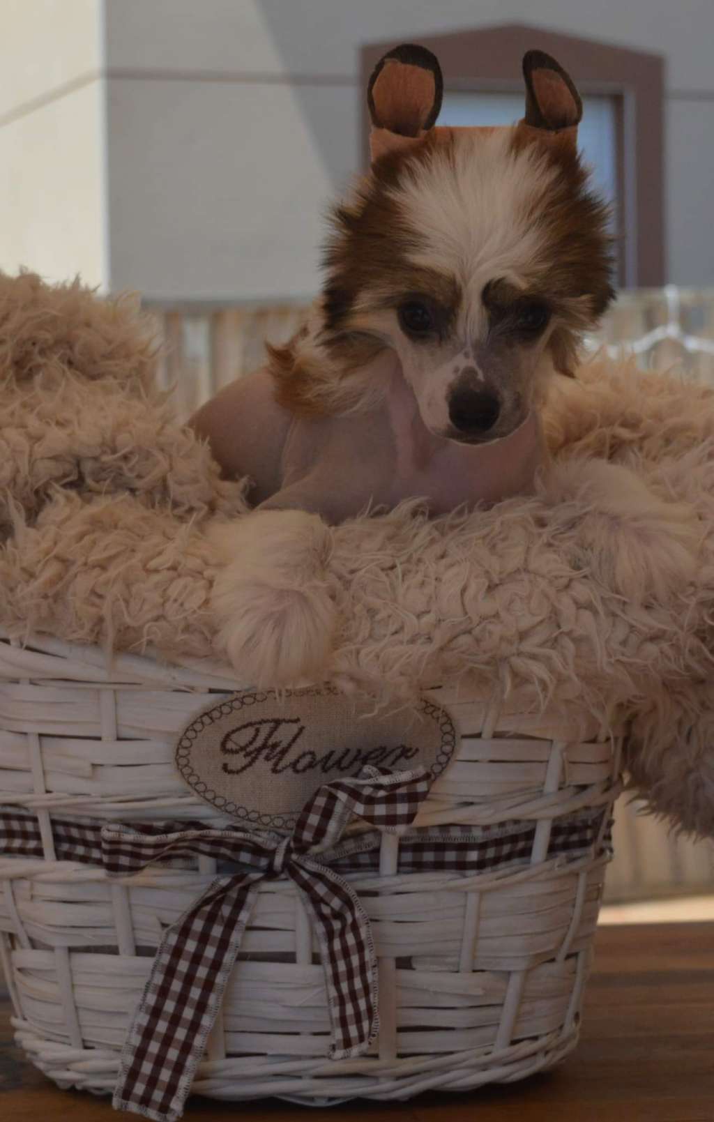 Magnus Staff Hippocamp