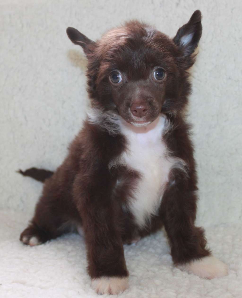 Vilsandi Pleasure Brownie iz Clana Timurlana