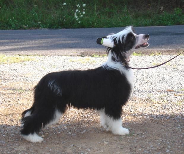 Wickhaven It's A Kind of Magic