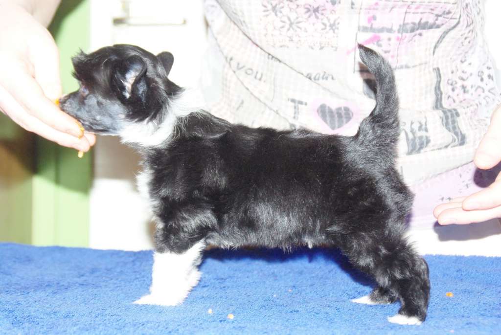 Isaac Newton Di Rabozi