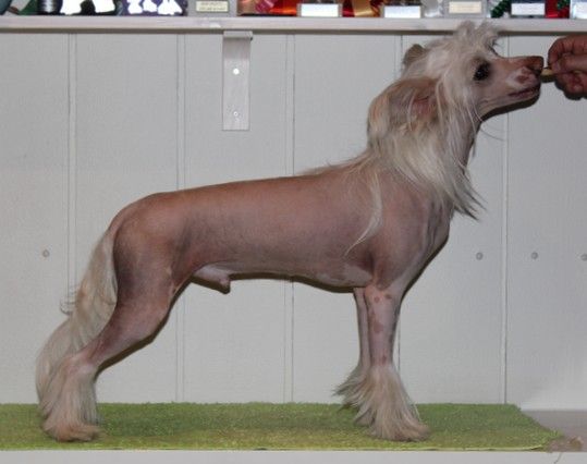 Maybell's Lafayette Luckyboy