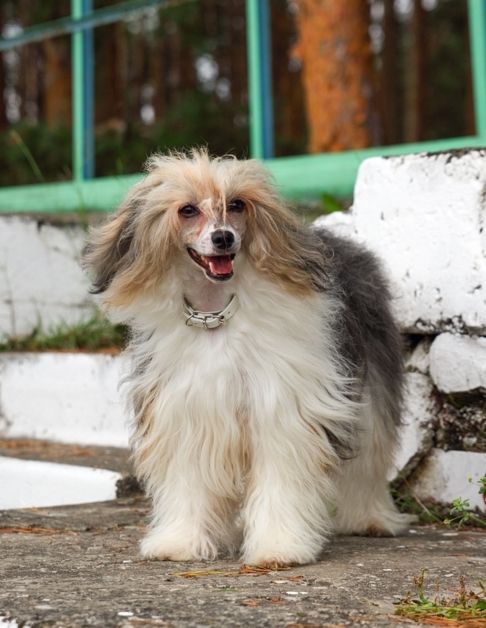 Rus Foreva  Night Wish