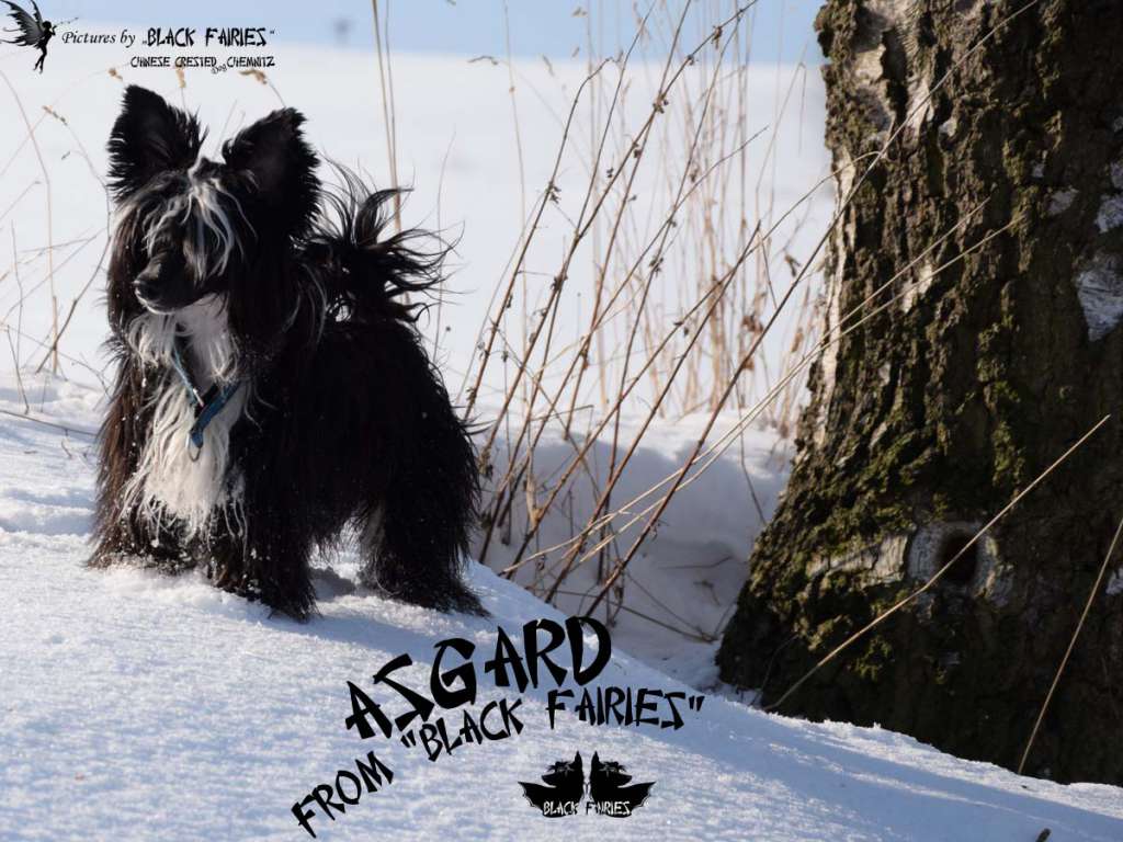 Asgard from *Black Fairies*