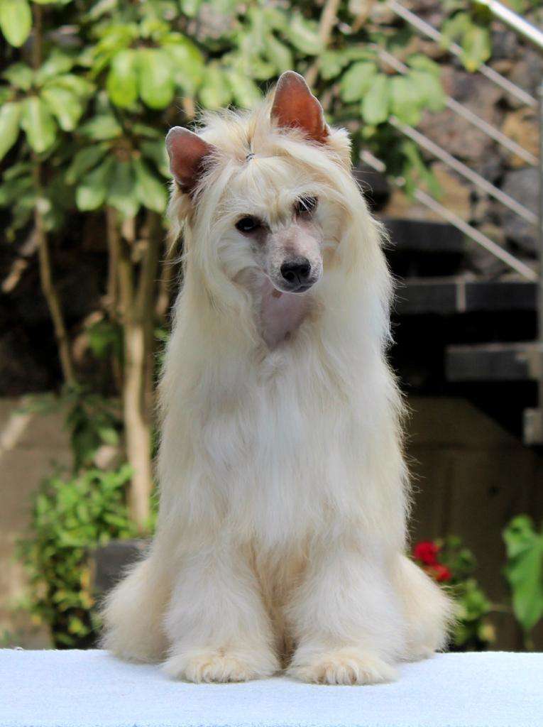 Molly Future Star (Ulloa)