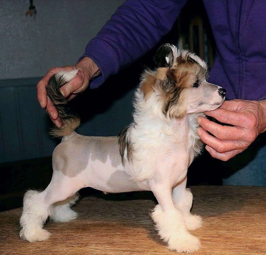 Be My Dog's Earl Of Berlin