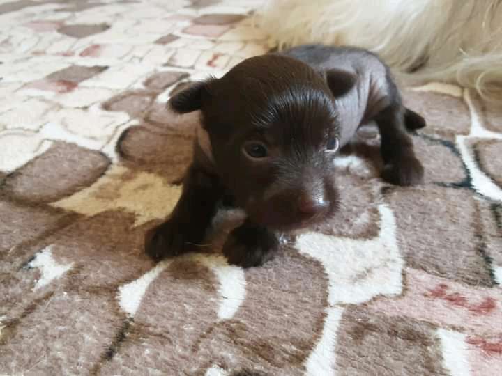 Pride of Boss Golden Lady Godiva