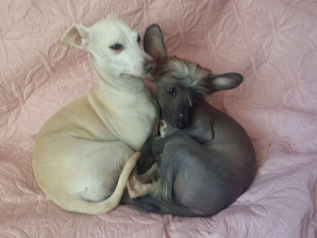 La Zingara kokeshi' c dogs