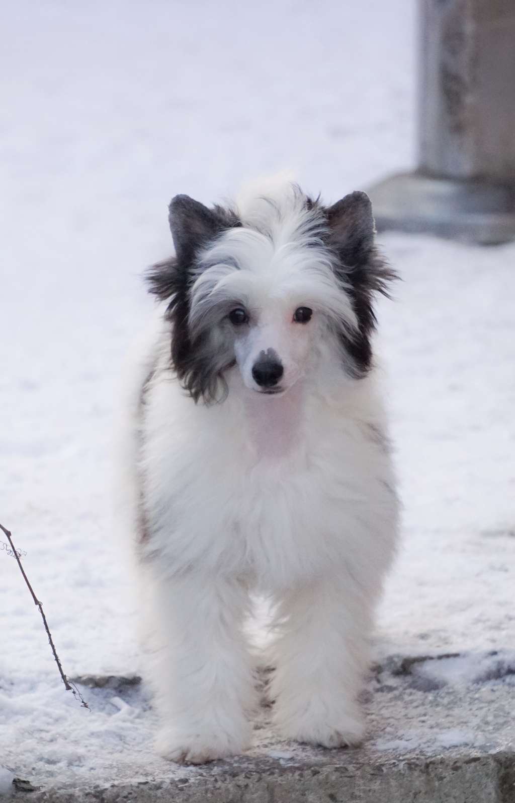 Tokaj Planet of Dream