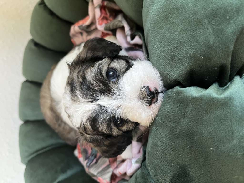 Brass Monkey Like Ice in the Sunshine