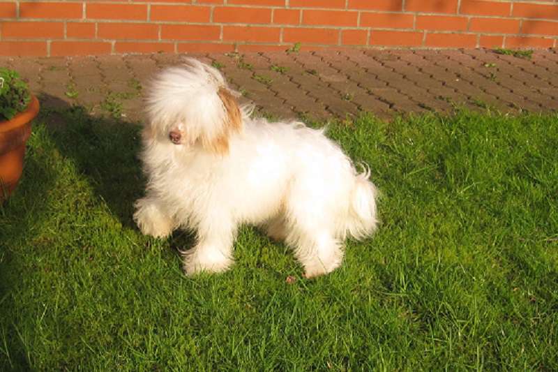 Rania von den Windpferden