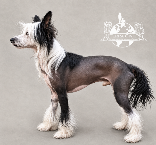 Little Dog Of Dream Valentino