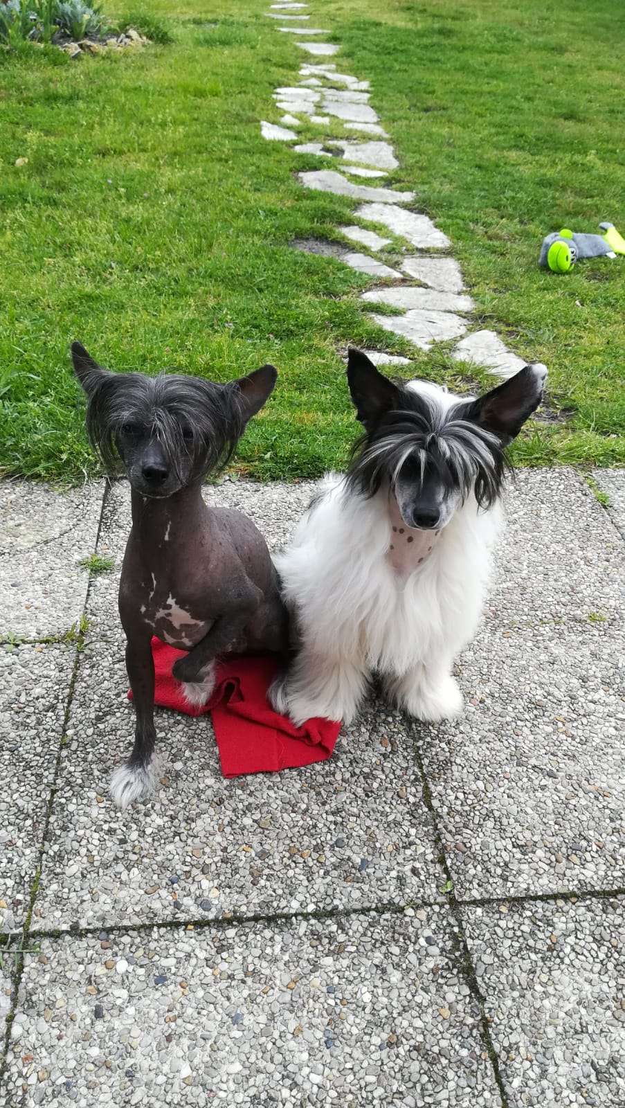 Magnus Staff Agustino