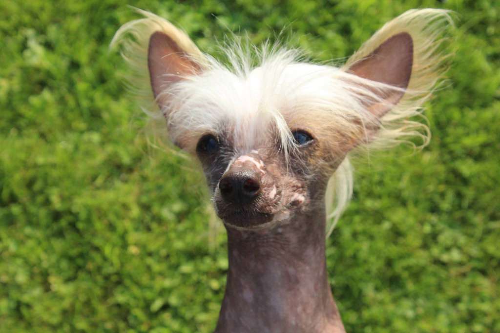 Regulus von den Windpferden