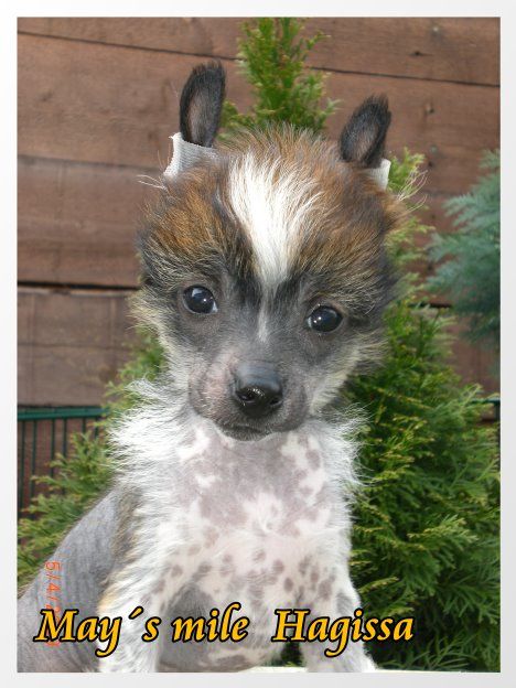 May's mile Hagissa