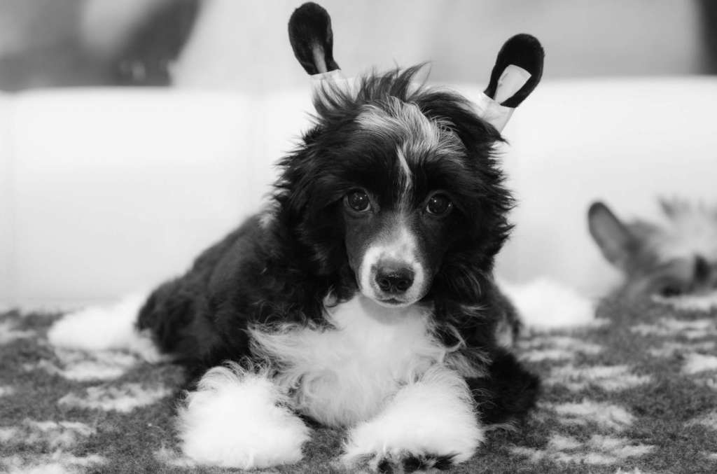 Anna Sky Kennel Rise And Shine