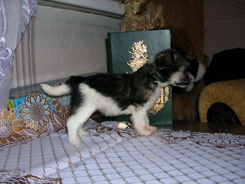 Sleek Slim Pet-Baby Fiesta