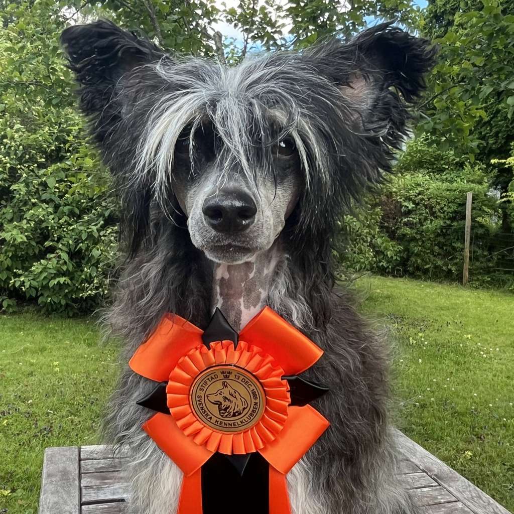 Xodix Grace Of Jophiel