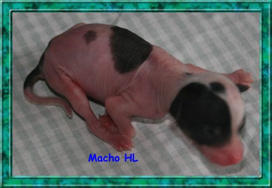 Kinght spoted de Almamasan