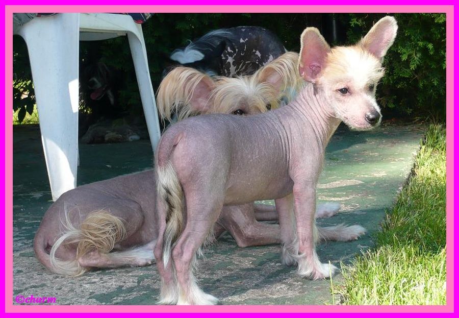 André Charmione De La Dubren