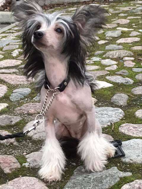 Smedbys I Foregettoremembertoforget