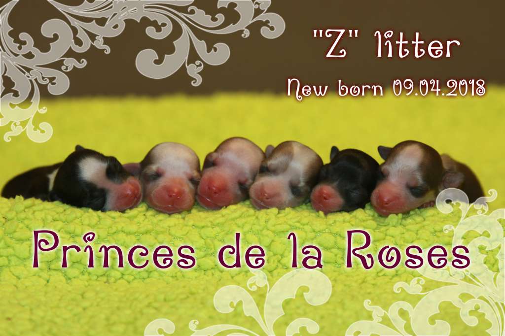 Picture