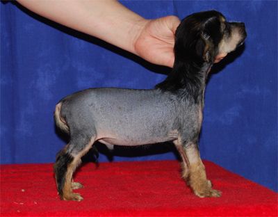 Sun Dan Black Mexican