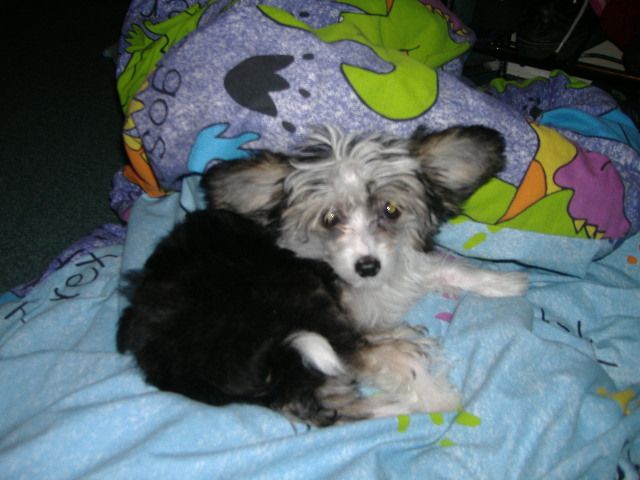 Cloisone' Pitter Patra