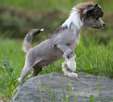 Dragon Moon Prince Of Troy