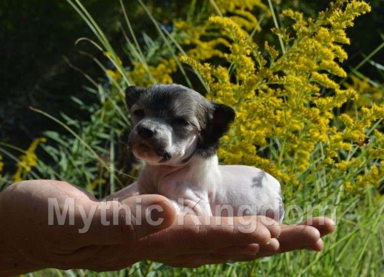 Mythic Tae Love Song