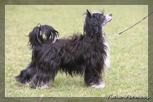 Proud Pony Supernova