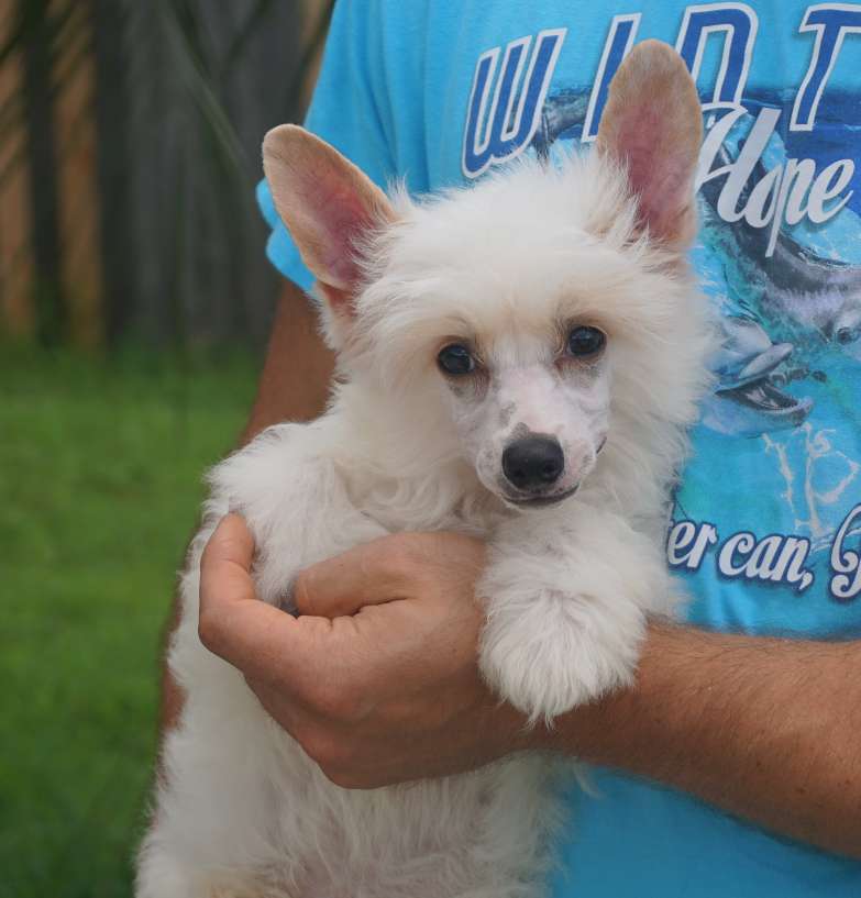 Magic Cresteds Be my Angel