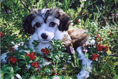 Joyway's Eye-Catcher