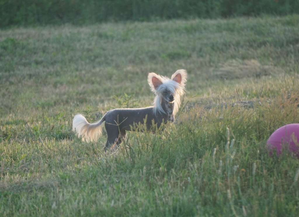 Siam Olyuti Shiny New Toy