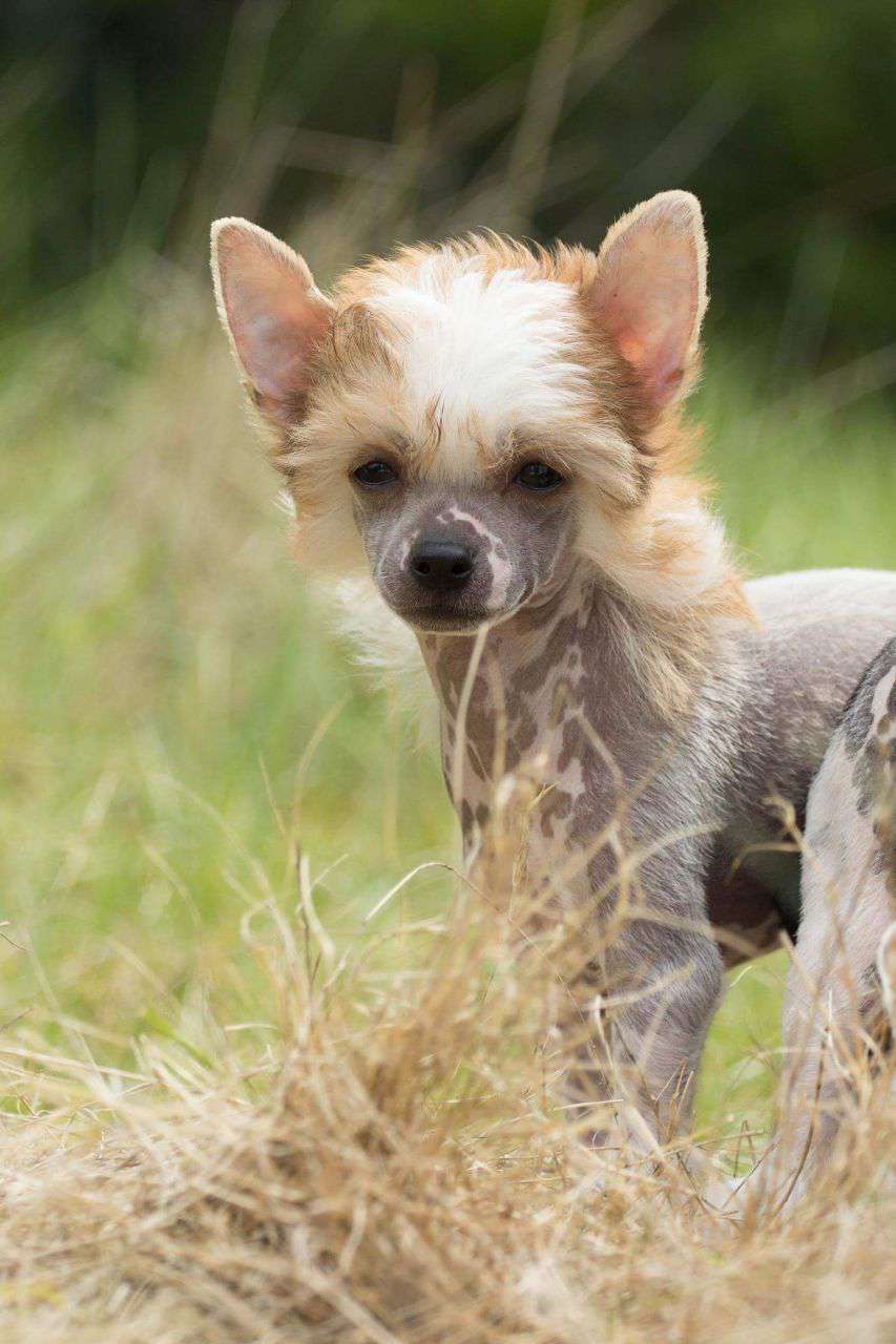 Crazy Cresteds Caracho Jaleo