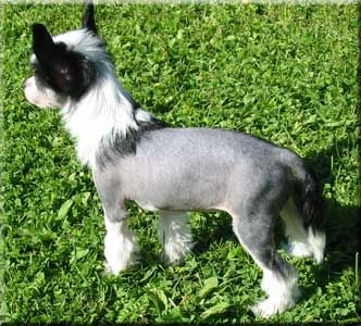 Marachinos Got To Be Me