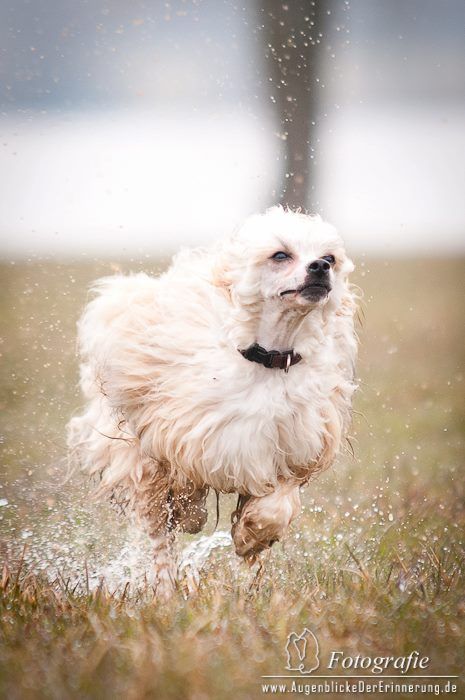 Be My Dog's App To Impress