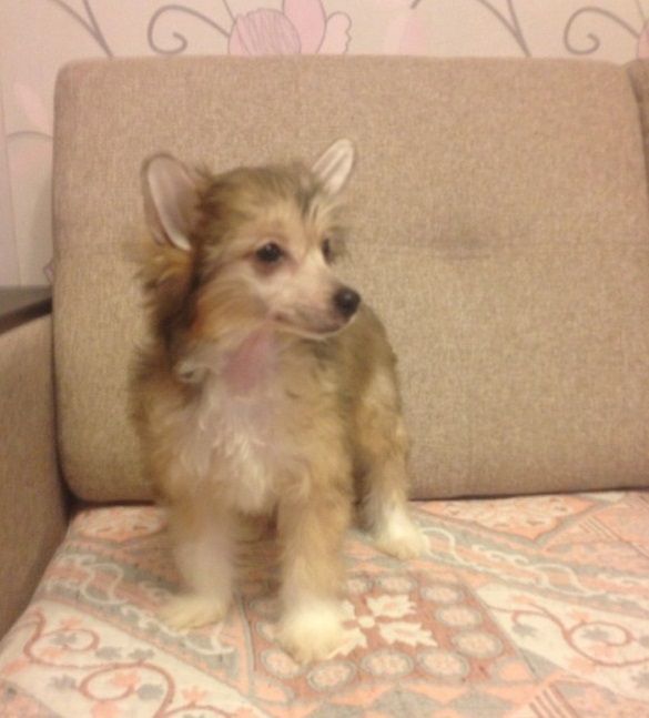 Apriori Vip Kinky Smile