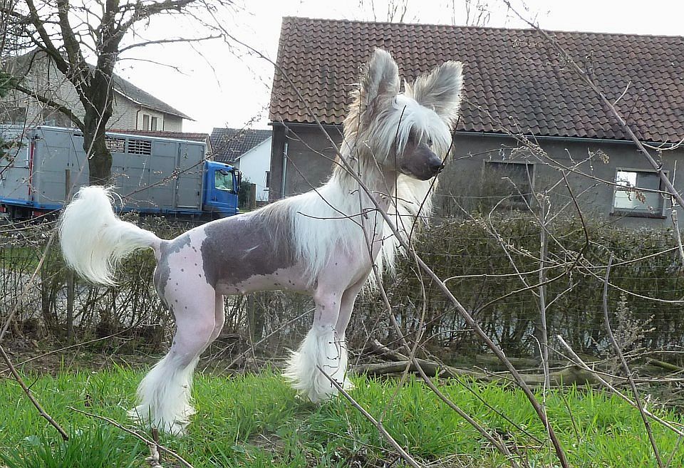 Be My Dog's Chaos In Cognito