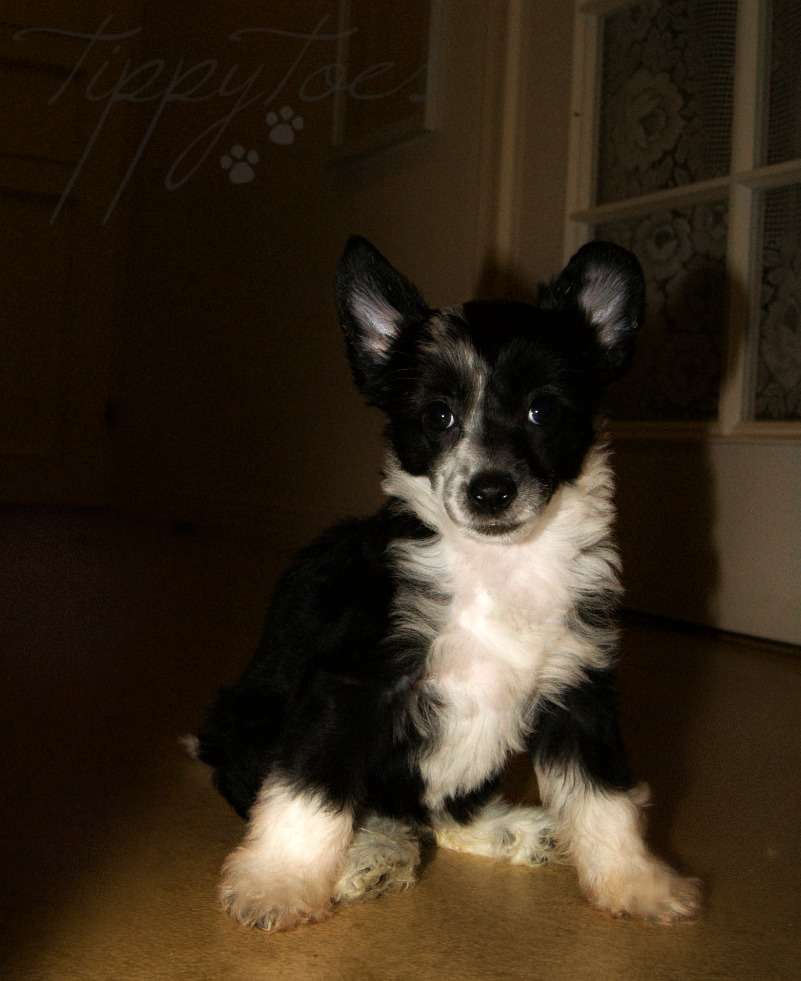 Tippytoes Just Imagine