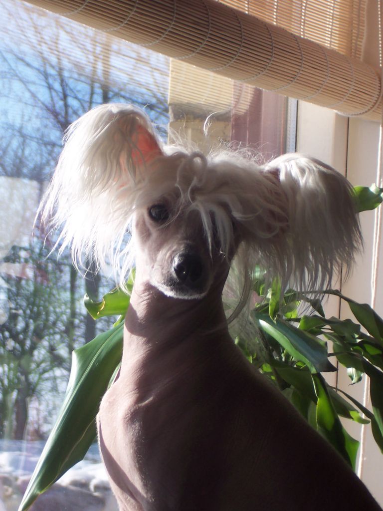 Proud Pony Alive And Kicking