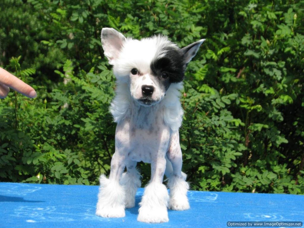 Windy Forest's If I Had You